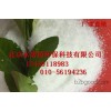 Hebei polyacrylamide