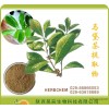 西安现货马黛茶提取物10:1 巴拉圭茶提取物 网络热销 包邮