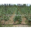 Agricultural tools Henan shed drip irrigation equipment, drip irrigation pipe with a drip tube, a fi