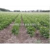 [agricultural tools Henan fine plastic greenhouse drip irrigation with preferential promotion