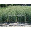 [agricultural tools, Henan, quality and quality of plastic greenhouse drip irrigation belt