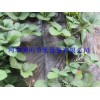 Anhui agricultural tool wholesale sales shed drip tube