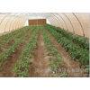 [Anhui] the agricultural tool, the low-pressure pipe system, the plastic shed