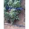 The sale of agricultural tools in Anhui agricultural greenhouse drip tube durable