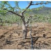 The sales of drip irrigation in the agricultural tool fast-growing forest land