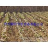 [supply of agricultural tools, Mentougou, Beijing, big walnut greenhouse drip irrigation equipment, 