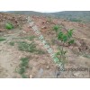 Changsha Hunan fruit tree drip irrigation of agricultural tools, pipe out of the flow of the flow of