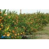 [agricultural tools, Zhuzhou, Hunan fruit trees drip irrigation equipment, the tube out of the spot 