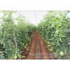 The sale of agricultural tools in Anhui greenhouse drip irrigation equipment production line