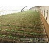 [agricultural tools Henan greenhouse production equipment | | drip fertigation spot sales]