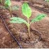 Hunan fruit tree drip irrigation, agricultural tools, plastic shed drip irrigation