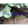 The sale of agricultural tools in Anhui greenhouse vegetable drip irrigation pipe