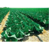 [supply of agricultural tools | Beijing Fengshan roses drip irrigation pipe | preferred | aging]