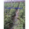 The sale of agricultural tools in Anhui plastic greenhouse drip irrigation under drip irrigation pip