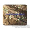 [agricultural tools Henan plastic greenhouse drip irrigation pipe, after sale support