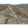 Drip irrigation of fruit trees in Hunan