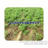 Agricultural tools of Henan high quality field drip drip drip drip with integrated head tube