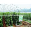 Farm tools, Handan field drip irrigation, drip irrigation, with a manufacturer