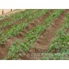 Agricultural tool for plastic greenhouse vegetable drip irrigation pipe in Hainan