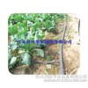 Agricultural tool tube with field drip drip drip irrigation belt, price benefit