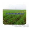 Agricultural tools in Guangdong field, the field of Chinese herbal medicine drip irrigation professi