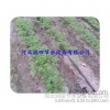 Guangdong agricultural tools field drip irrigation | drip fertigation |