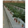 Agricultural tools in Hainan green grass Irrigation irrigation pipe | house price assured manufactur