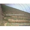 Agricultural tool Hainan beautiful Sanya quality plastic greenhouse grape drip irrigation pipe is th