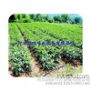 Farm tools Guangdong field drip drip drip with |PE hose