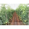 Hainan high quality agricultural tools and integrated water saving drip irrigation pipe shed | promo