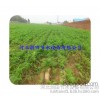 Agricultural tool Henan field watermelon drip drip irrigation with the rest assured manufacturers