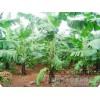 Agricultural tools Guangxi longan drip small tube flow promotions |