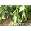 Agricultural tool of Shanxi Datong greenhouse leek drip irrigation pipe, the manufacturers direct