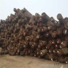 Shanghai wholesale Eucalyptus eucalyptus wood log wholesale Eucalyptus Eucalyptus Eucalyptus log who