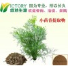 厂家现货 天然小茴香纯植物纯提取 小茴香茴香醛10:1