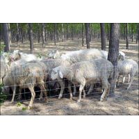 SHEEP & GOAT FENCE