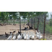 Poultry Netting