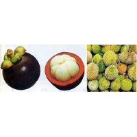 Mangosteen (fresh fruit).